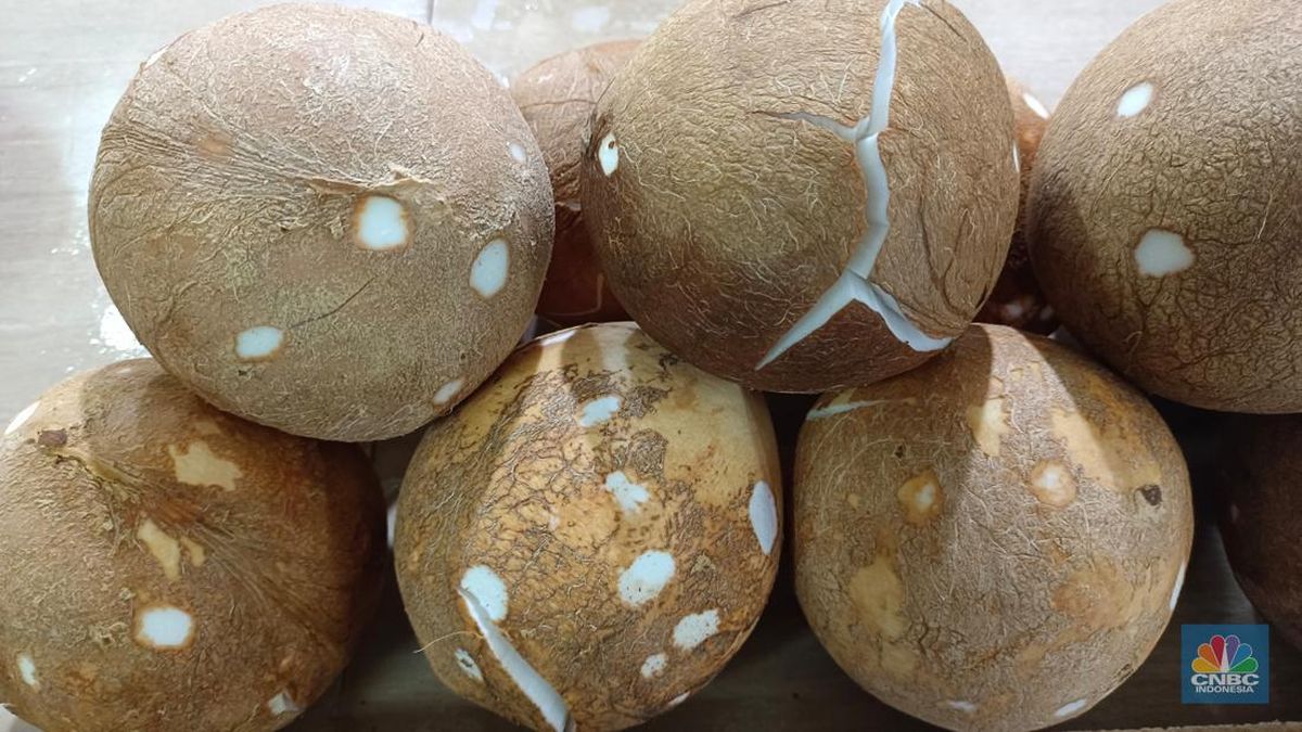 Resep Lezat Berbahan Dasar Kelapa yang Wajib Dicoba